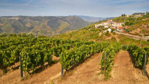 Europäische Weinregionen: Die besten Weinanbaugebiete und Weinproduktion