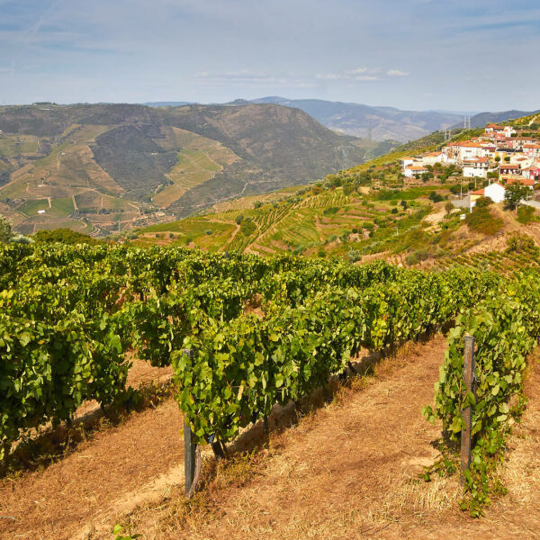 Europäische Weinregionen: Die besten Weinanbaugebiete und Weinproduktion